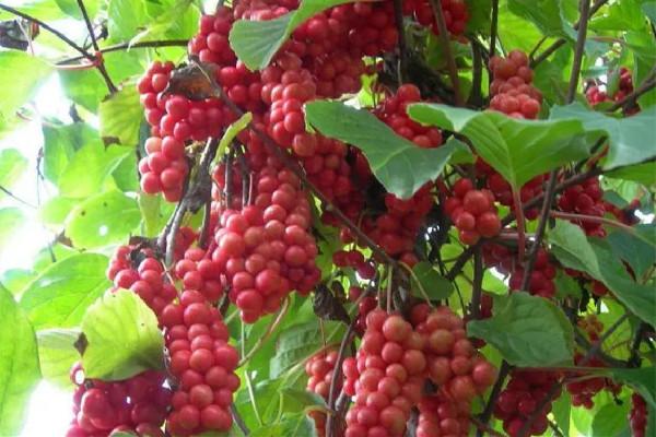 五味子是補(bǔ)腎陽還是補(bǔ)腎陰的 五味子適合什么人群喝 五味子是補(bǔ)腎陽還是補(bǔ)腎陰的 五味子適合什么人群喝