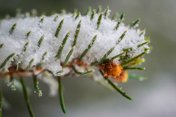 沉浸式倒春寒即將來(lái)襲 倒春寒會(huì)有什么樣的影響
