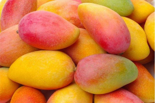 芒果過(guò)敏有哪些癥狀 為什么有些人吃芒果會(huì)過(guò)敏 芒果過(guò)敏有哪些癥狀 為什么有些人吃芒果會(huì)過(guò)敏