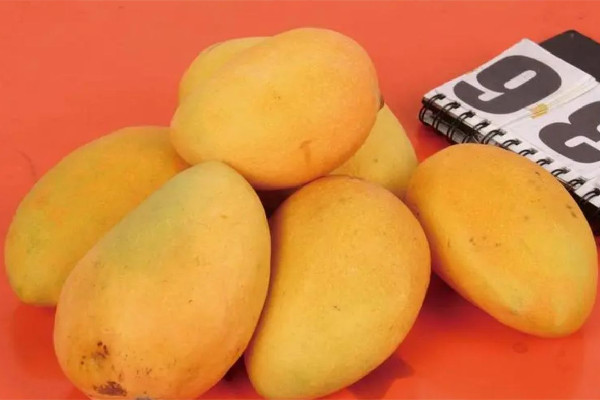 芒果的功效和作用 芒果可以多吃嗎 芒果的功效和作用 芒果可以多吃嗎