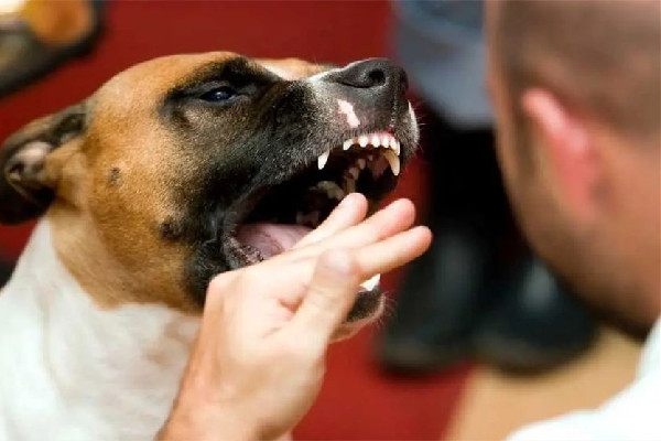 男孩被狗抓傷患狂犬病20天后死亡 狂犬病的主要表現(xiàn)是什么癥狀 男孩被狗抓傷患狂犬病20天后死亡 狂犬病的主要表現(xiàn)是什么癥狀