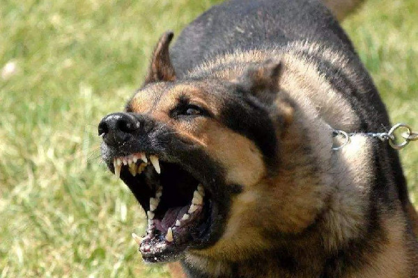 男孩被狗抓傷患狂犬病20天后死亡 狂犬病的主要表現(xiàn)是什么癥狀 男孩被狗抓傷患狂犬病20天后死亡 狂犬病的主要表現(xiàn)是什么癥狀