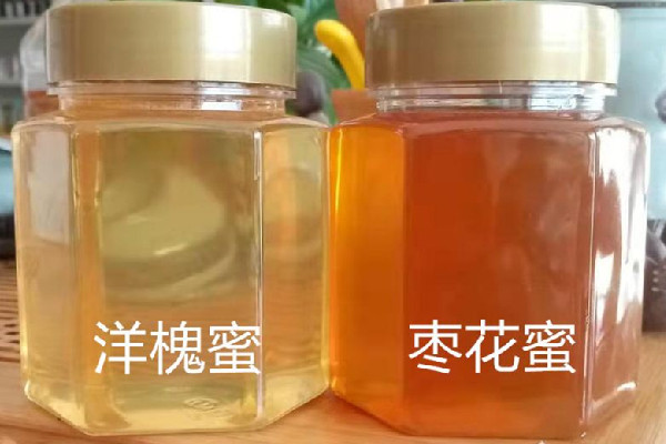 槐花蜜是什么顏色 槐花蜜可以長期喝嗎 槐花蜜是什么顏色 槐花蜜可以長期喝嗎