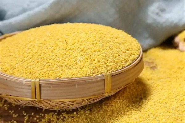 小米要提前泡嗎 小米要煮多久才煮熟 小米要提前泡嗎 小米要煮多久才煮熟