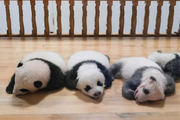 飼養(yǎng)員用竹竿打熊貓暖暖園方回應(yīng) 熊貓是國家?guī)准壉Wo(hù)動(dòng)物 飼養(yǎng)員用竹竿打熊貓暖暖園方回應(yīng) 熊貓是國家?guī)准壉Wo(hù)動(dòng)物