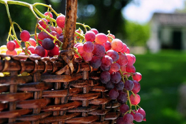 葡萄會引起咳嗽嗎 葡萄對眼睛的好處