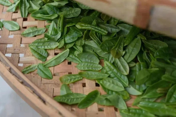 六安瓜片屬于什么茶類 六安瓜片是什么香型 六安瓜片屬于什么茶類 六安瓜片是什么香型