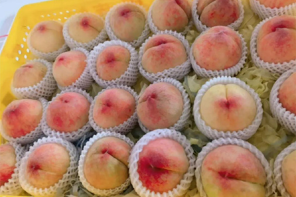 水蜜桃含糖量多少 水蜜桃會升血糖嗎 水蜜桃含糖量多少 水蜜桃會升血糖嗎