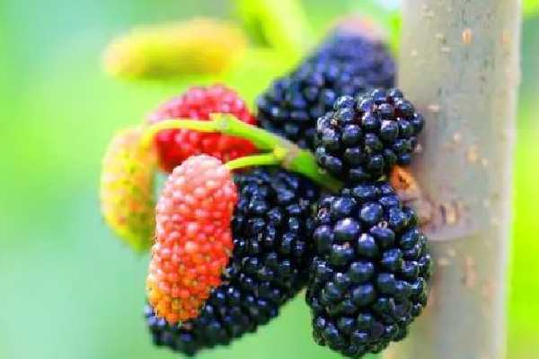 桑葚什么時(shí)候上市 桑葚吃多了會上火嗎 桑葚什么時(shí)候上市 桑葚吃多了會上火嗎