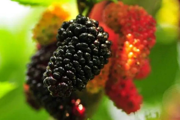 桑葚有補(bǔ)血的功效嗎 桑葚對女性的好處 桑葚有補(bǔ)血的功效嗎 桑葚對女性的好處