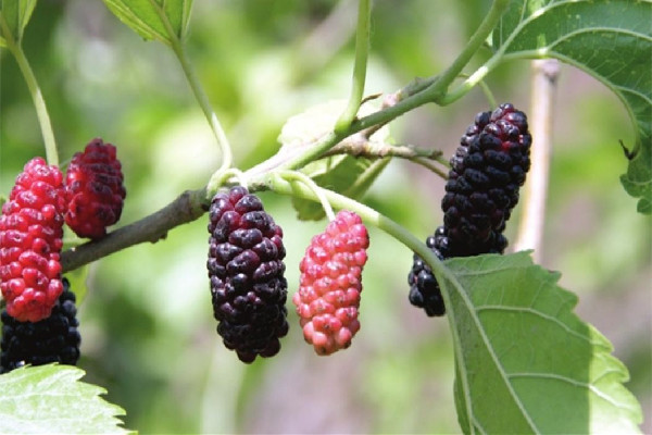 桑葚有降糖的作用嗎 桑葚適合糖尿病人吃嗎 桑葚有降糖的作用嗎 桑葚適合糖尿病人吃嗎
