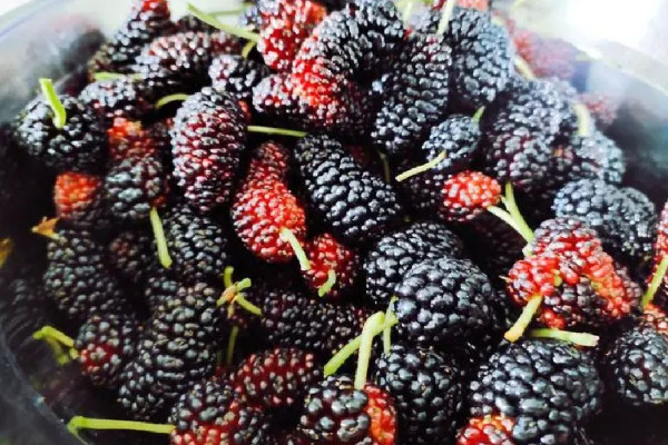 桑葚會拉肚子嗎 桑葚要泡多久才干凈 桑葚會拉肚子嗎 桑葚要泡多久才干凈