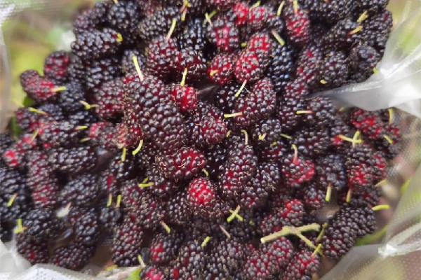 桑葚怎么清潔才干凈 桑葚用水沖一下就能吃嗎 桑葚怎么清潔才干凈 桑葚用水沖一下就能吃嗎