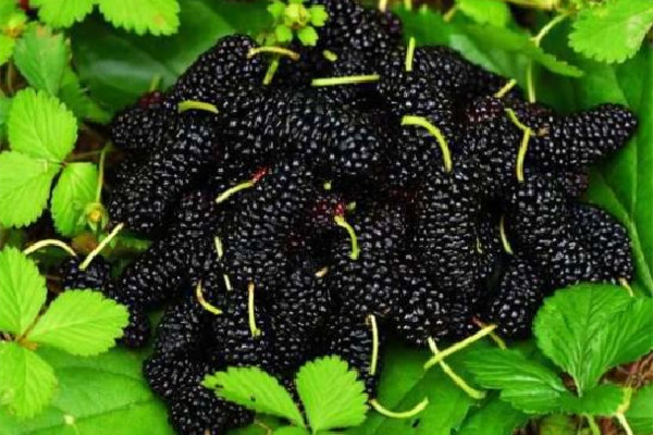 桑葚有補(bǔ)血的功效嗎 桑葚對女性的好處 桑葚有補(bǔ)血的功效嗎 桑葚對女性的好處