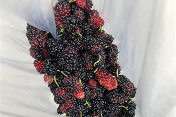 桑葚和黑莓的區(qū)別 桑葚可以和什么一起泡水喝 桑葚和黑莓的區(qū)別 桑葚可以和什么一起泡水喝