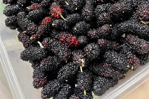 桑葚什么時(shí)候上市 桑葚吃多了會上火嗎 桑葚什么時(shí)候上市 桑葚吃多了會上火嗎