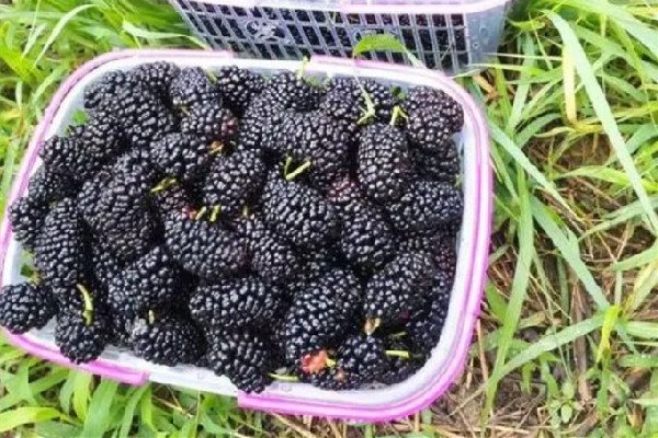 桑葚會拉肚子嗎 桑葚要泡多久才干凈 桑葚會拉肚子嗎 桑葚要泡多久才干凈