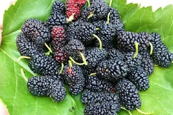 桑葚有降糖的作用嗎 桑葚適合糖尿病人吃嗎 桑葚有降糖的作用嗎 桑葚適合糖尿病人吃嗎