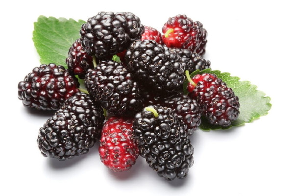 桑葚可以放冰箱保鮮嗎 桑葚放一晚上還能吃嗎 桑葚可以放冰箱保鮮嗎 桑葚放一晚上還能吃嗎