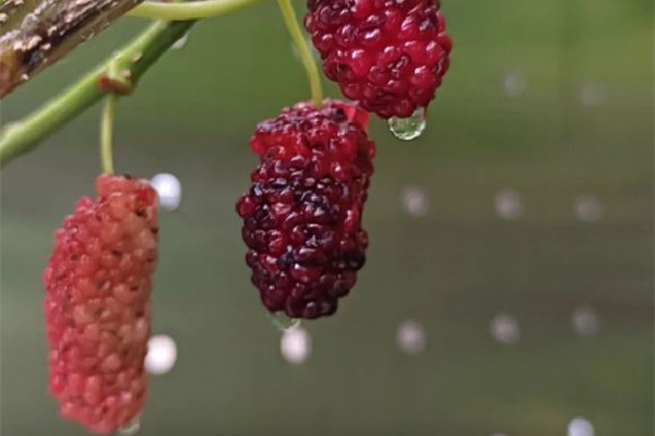 桑葚什么時(shí)候上市 桑葚吃多了會上火嗎 桑葚什么時(shí)候上市 桑葚吃多了會上火嗎