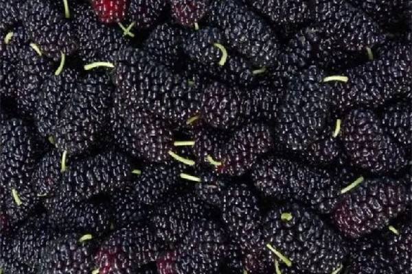 桑葚有降糖的作用嗎 桑葚適合糖尿病人吃嗎 桑葚有降糖的作用嗎 桑葚適合糖尿病人吃嗎