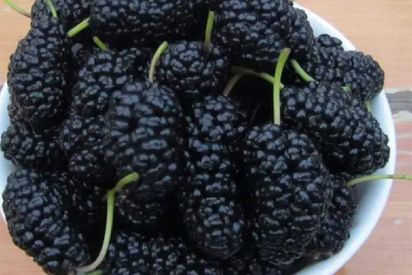 桑葚有補(bǔ)血的功效嗎 桑葚對女性的好處 桑葚有補(bǔ)血的功效嗎 桑葚對女性的好處