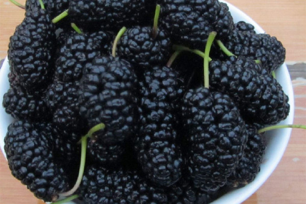 桑葚可以放冰箱保鮮嗎 桑葚放一晚上還能吃嗎 桑葚可以放冰箱保鮮嗎 桑葚放一晚上還能吃嗎