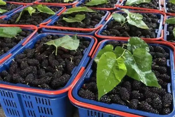 桑葚會拉肚子嗎 桑葚要泡多久才干凈 桑葚會拉肚子嗎 桑葚要泡多久才干凈